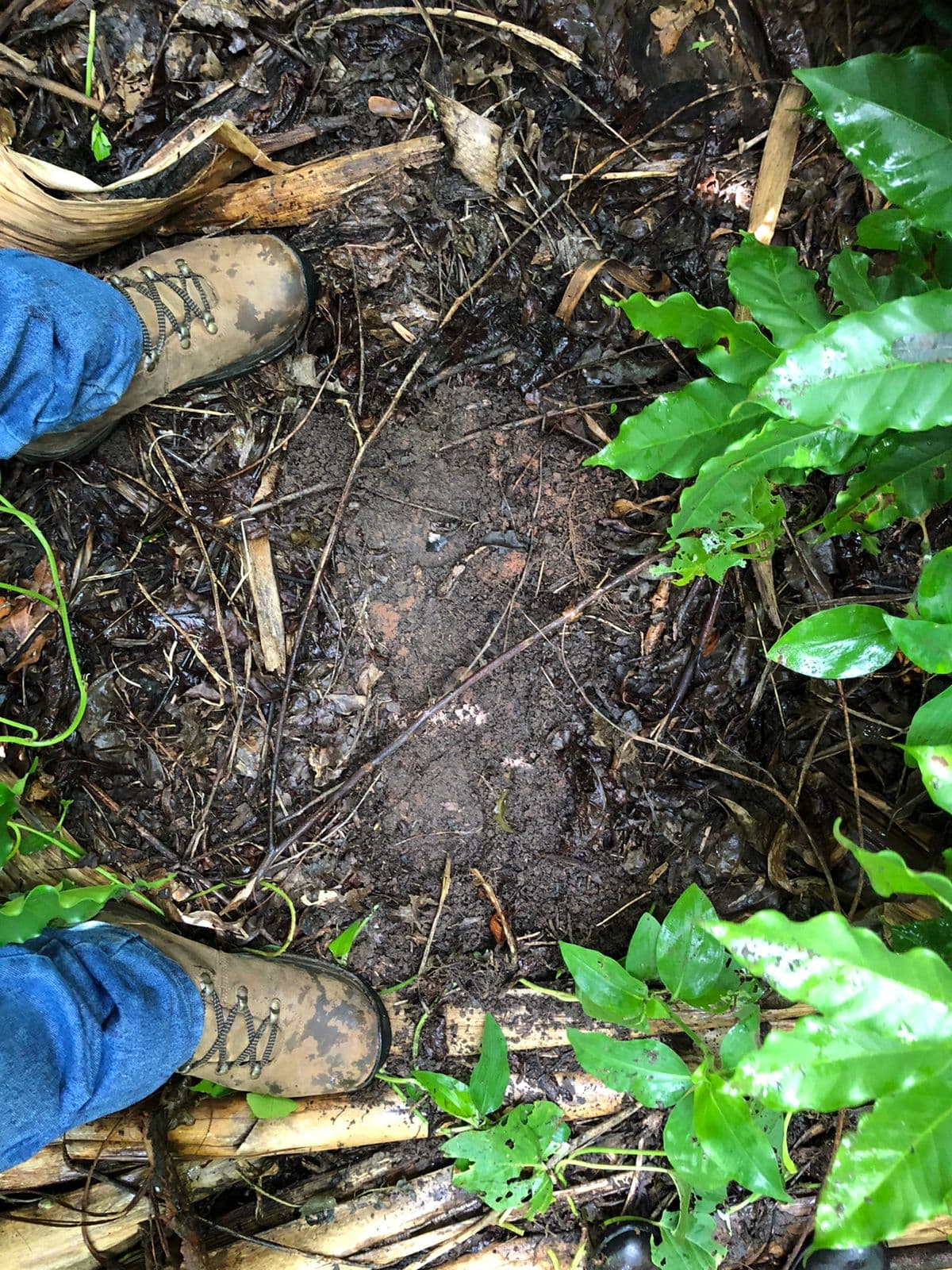 Soil Regeneration